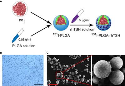 Poly (lactic-co-glycolic acid)-encapsulated iodine-131 nanoparticles fabricated with rhTSH induce apoptosis and immobilization of thyroid cancer cells